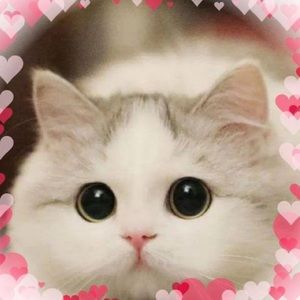 Meet your Posher, Misty